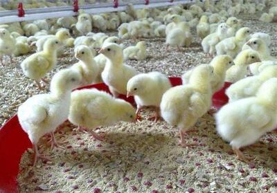 10میلیون قطعه جوجه‌ریزی در لرستان/ صادرات مرغ افزایش می‌یابد - تسنیم