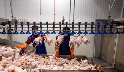 کاهش اندک قیمت مرغ