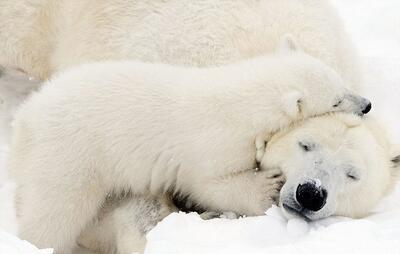 تصاویری زیبا از علاقه توله خرس قطبی به مادرش (فیلم)