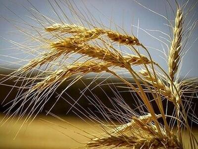 موسوی: ۶۰ هزار تن گندم به صورت تضمینی در فارس خریداری شد