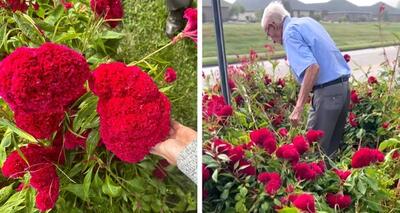 پدربزرگ ۹۴ ساله برای جشن عروسی نوه اش گل پرورش داد!