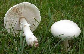 خطر قارچ‌های خود رو در فصل بهار؛  مراقب «کلاهک‌های مرگ» باشید