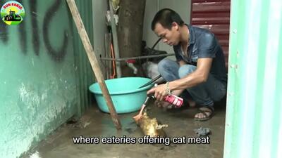 (ویدئو) ببینید چگونه چینی ها میلیون ها گربه را پرورش می دهند و می خورند!