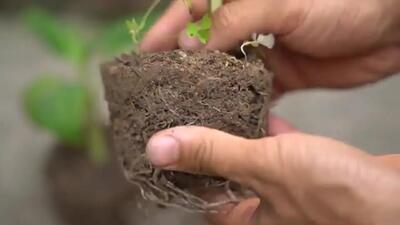 (ویدئو) روش خلاقانه کشاورز ویتنامی برای پرورش درخت موز با کمک نوشابه