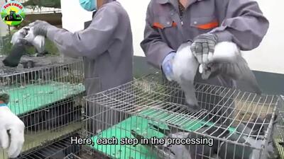 (ویدئو) فرآیند پرورش میلیون ها کبوتر برای گوشت توسط کشاورزان چینی