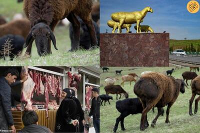 (ویدئو) گوسفند غول‌پیکری که در تاجیکستان مثل طلا باارزش است
