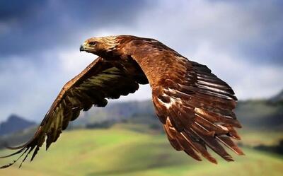 (ویدئو) آزادسازی یک عقاب در ارتفاعات کوهستانی شاهو