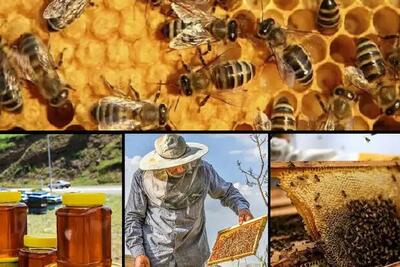 اردبیل رتبه چهارم تولید عسل کشوری را دارد