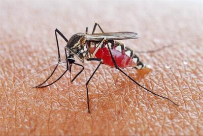 آیا مالاریا از مرزهای شرقی وارد کشور شده است؟