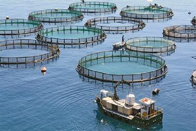 ارزش ۲ هزار و ۲۱۰ میلیاردی پرورش ماهی در قفس قشم