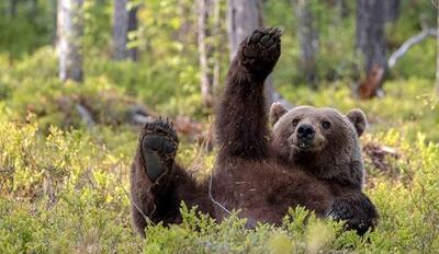 خنده‌دارترین لحظات «خرس‌ها» در حیات وحش/ تصاویر