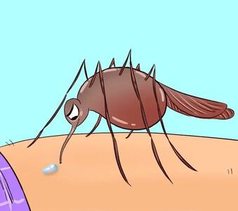 چه کسانی بیشتر در معرض نیش پشه‌ها قرار دارند؟