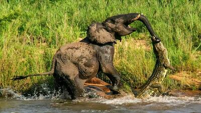 از جذابیت های حیات وحش؛ کروکودیل فیل رو از خرطوم گرفت و می خواد سالتوش کنه