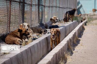 زنده گیری روزانه ۵۰ سگ بی‌صاحب در تهران