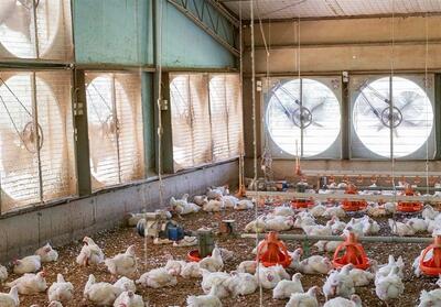 تولید 12 درصد گوشت مرغ کشور در مازندران - تسنیم