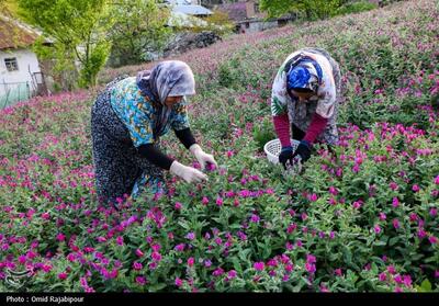 برداشت گل گاو زبان در گیلان- عکس صفحه استان تسنیم | Tasnim