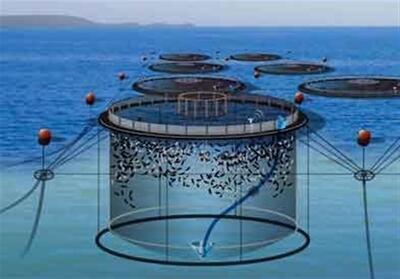 ارزش 2 هزار و 210 میلیاردی پرورش ماهی در قفس قشم - تسنیم
