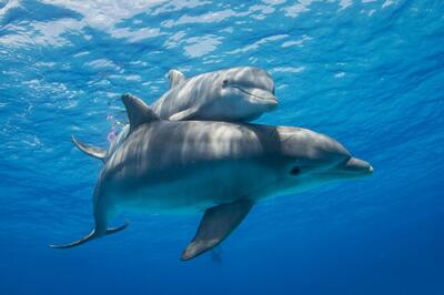 (ویدئو) تصاویر حیرت‌انگیز از لحظه تولد بچه دلفین
