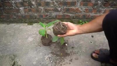 (ویدئو) یک روش تازه برای کشت و پرورش درخت موز از طریق میوه موز