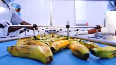 (ویدئو) فرآیند فرآوری دوریان، توت فرنگی و آناناس در کارخانه