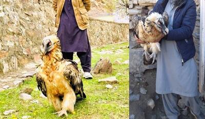 (ویدئو) ماجرای نجات یک پرنده هما در پنجشیر افغانستان