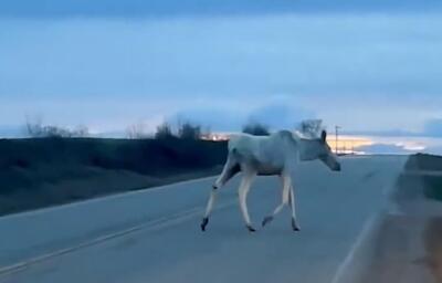 (ویدئو) راننده خوش‌شانس یک گوزن سفید کمیاب را دید