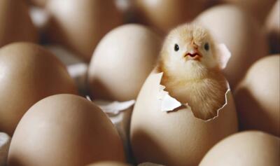 این تخم‌مرغ‌ها را مصرف نکنید