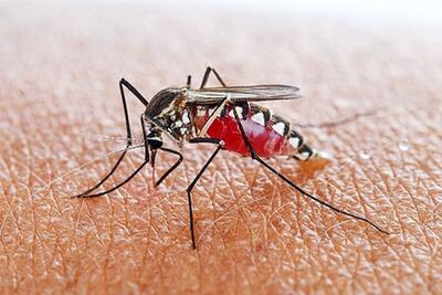 (اینفوگرافیک) علائم و نشانه‌های مالاریا را بشناسید