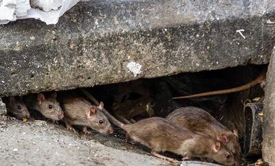 مبارزه با موش‌های پایتخت در آستانه تابستان