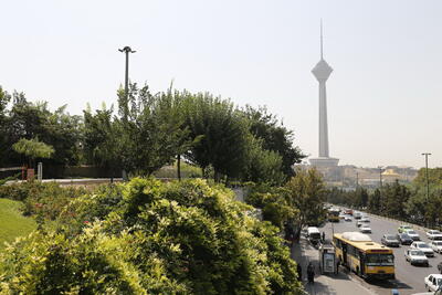 خطر ۷ نوع آفت در کمین درختان تهران | نحوه مبارزه شهرداری با این خطرات