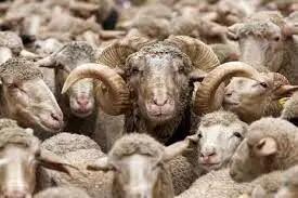 قیمت گوسفند زنده + جدول