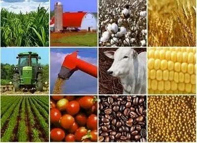 زنجیره ارزش راهبردی محصولات کشاورزی تضمین‌ کننده جهش تولید است