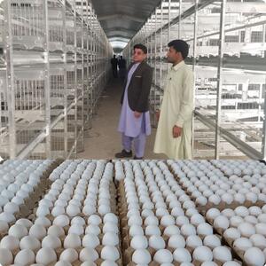 شناسایی و توقیف یک زنجیره توزیع تخم مرغ غیربهداشتی در مازندران