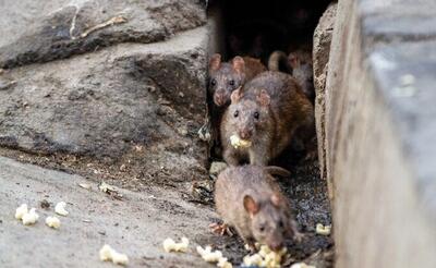 تعداد موش‌ها در محله‌های پایین شهر ملایر زیاد است