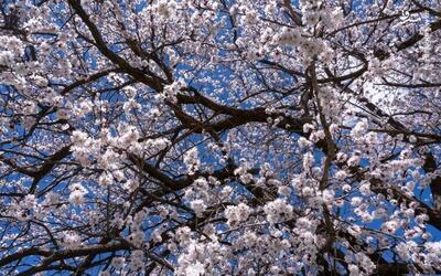 عکس/ شکوفه‌های بهاری در سلسله لرستان