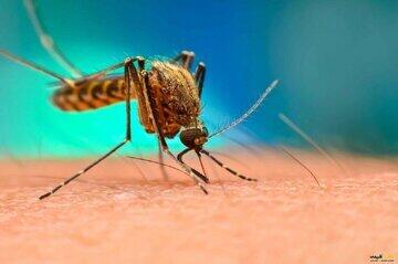علائم و نشانه‌های مالاریا را بشناسید | روزنو