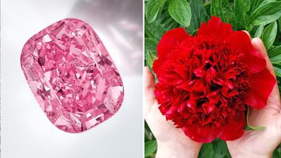 استخراج الماس از گل صدتومانی! + عکس