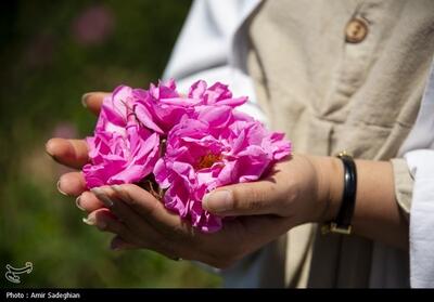 کشت گل محمدی در 600 هکتار اراضی کشاورزی کاشان - تسنیم