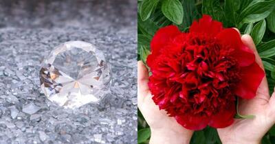 استخراج الماس از گل صدتومانی + عکس
