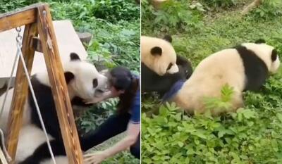 حمله ناگهانی دو پاندا به مربی باغ وحشی در چین + ویدیو