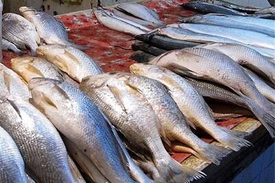قیمت ماهی امروز پنجشنبه 13 اردیبهشت 1403