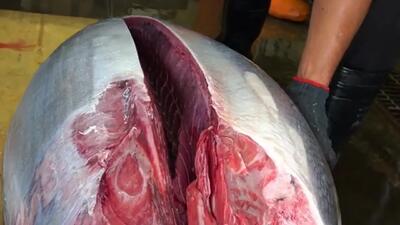 (ویدئو) مهارت درخشان استاد تایوانی در بُرش زدن ماهی تن 288 کیلویی و تهیه ساشیمی