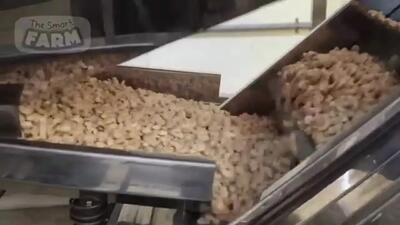 رازهای بادام هندی: تماشای فرآیند فرآوری و جداسازی پوسته بادام در یک کارخانه مدرن (ویدئو)