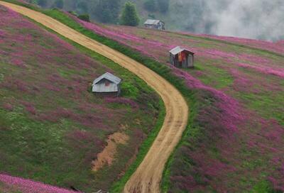 عکسی زیبا از بهار در ارتفاعات تالش