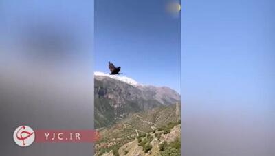 تصاویری از لحظه آزادسازی یک عقاب زخمی پس از درمان در ارتفاعات کوهستانی شاهو
