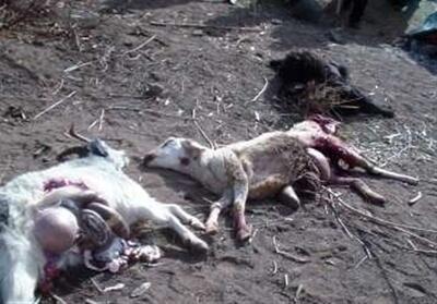 حمله حیوانات وحشی به گوسفندان در کاشان - تسنیم