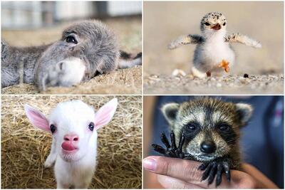 تصاویر دوست‌داشتنی از بچه‌های حیوانات که دلتان را می‌برد - زومیت