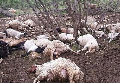 تلف شدن ۳۰ راس گوسفنددر پی بارش‌های سیل آسا در خوزستان
