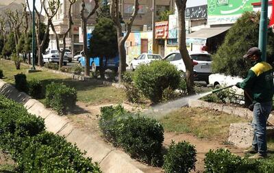 اجرای عملیات سمپاشی درختان در شهر اندیشه 