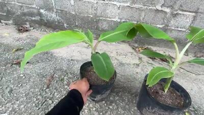 (ویدئو) چگونه با ساقه خوشه موز در خانه درخت موز پرورش دهیم؟